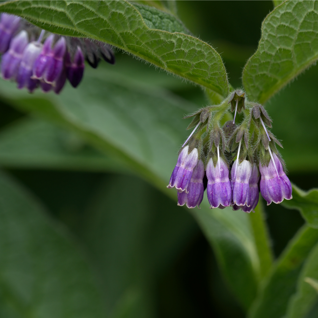 Allantoin
