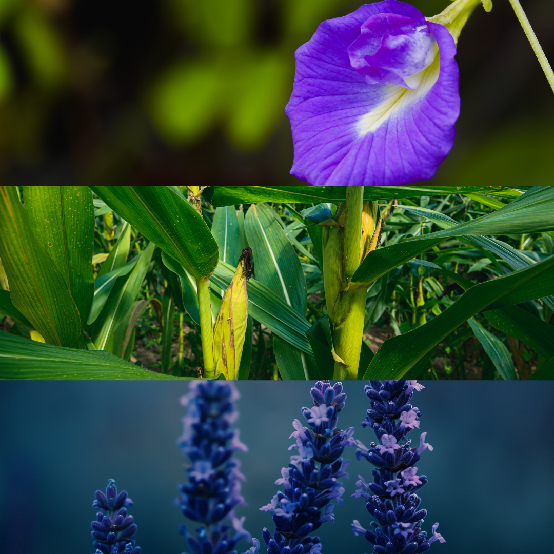Amōriq Clarifying Blue Flower Glycerite