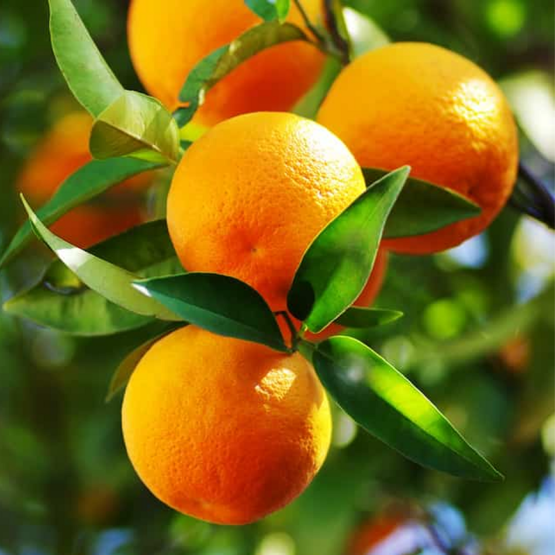 Ascorbyl Palmitate (Vitamin C)