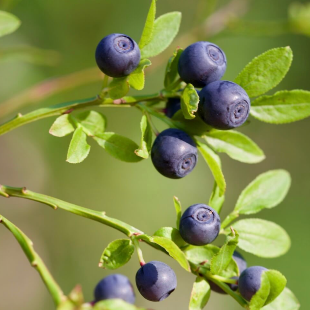 Bilberry