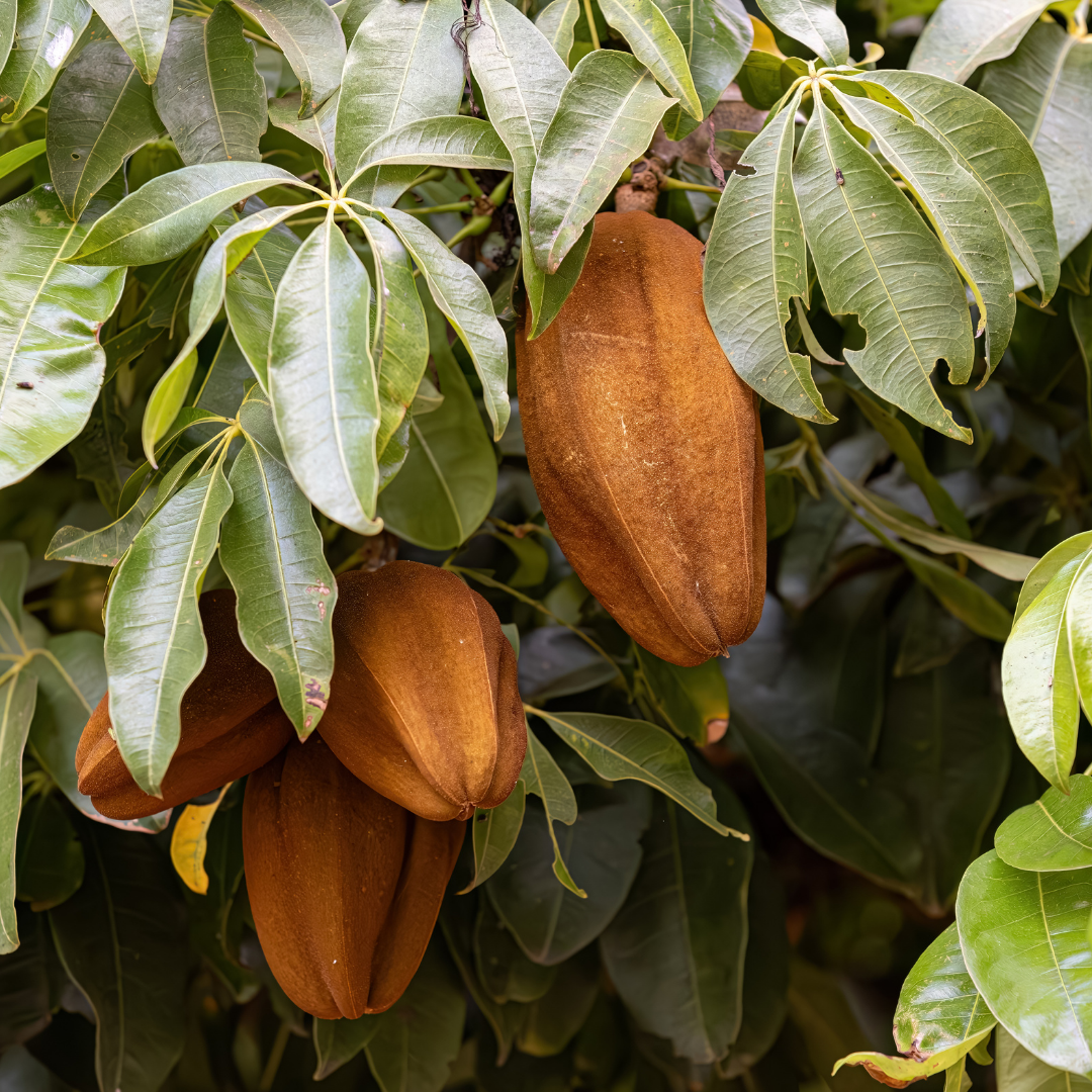 Brazil Nut Oil