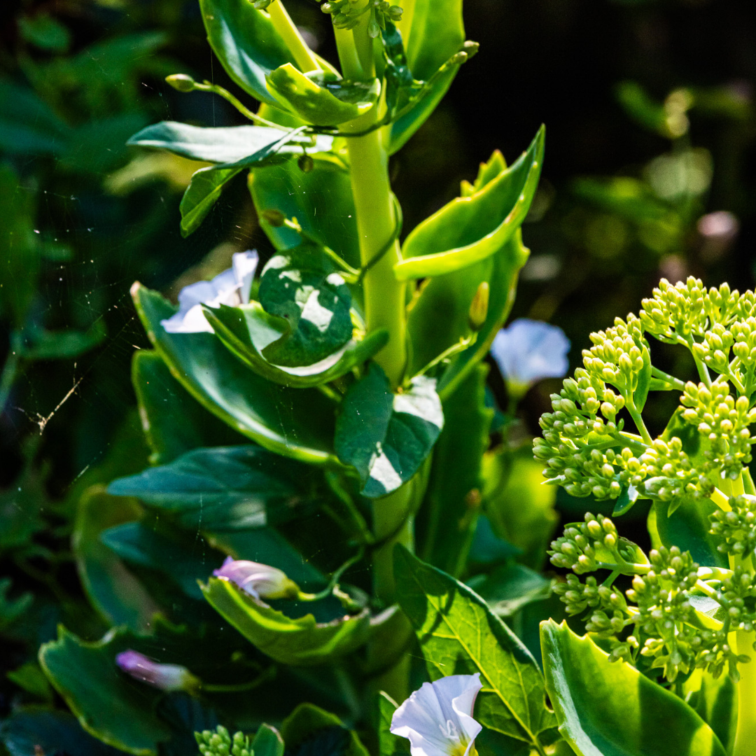 Broccoli Seed Oil