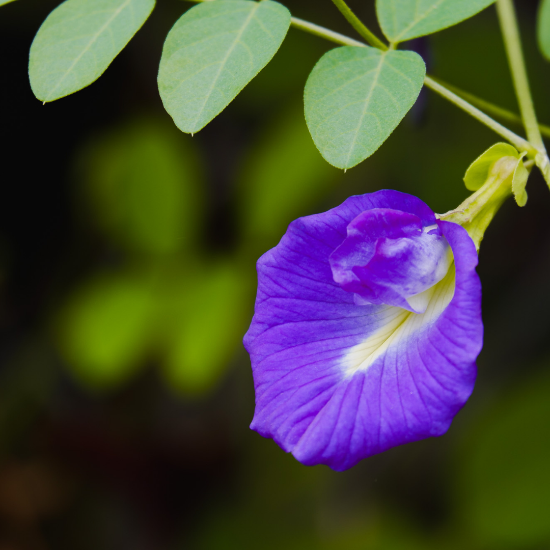 Butterfly Pea Flower