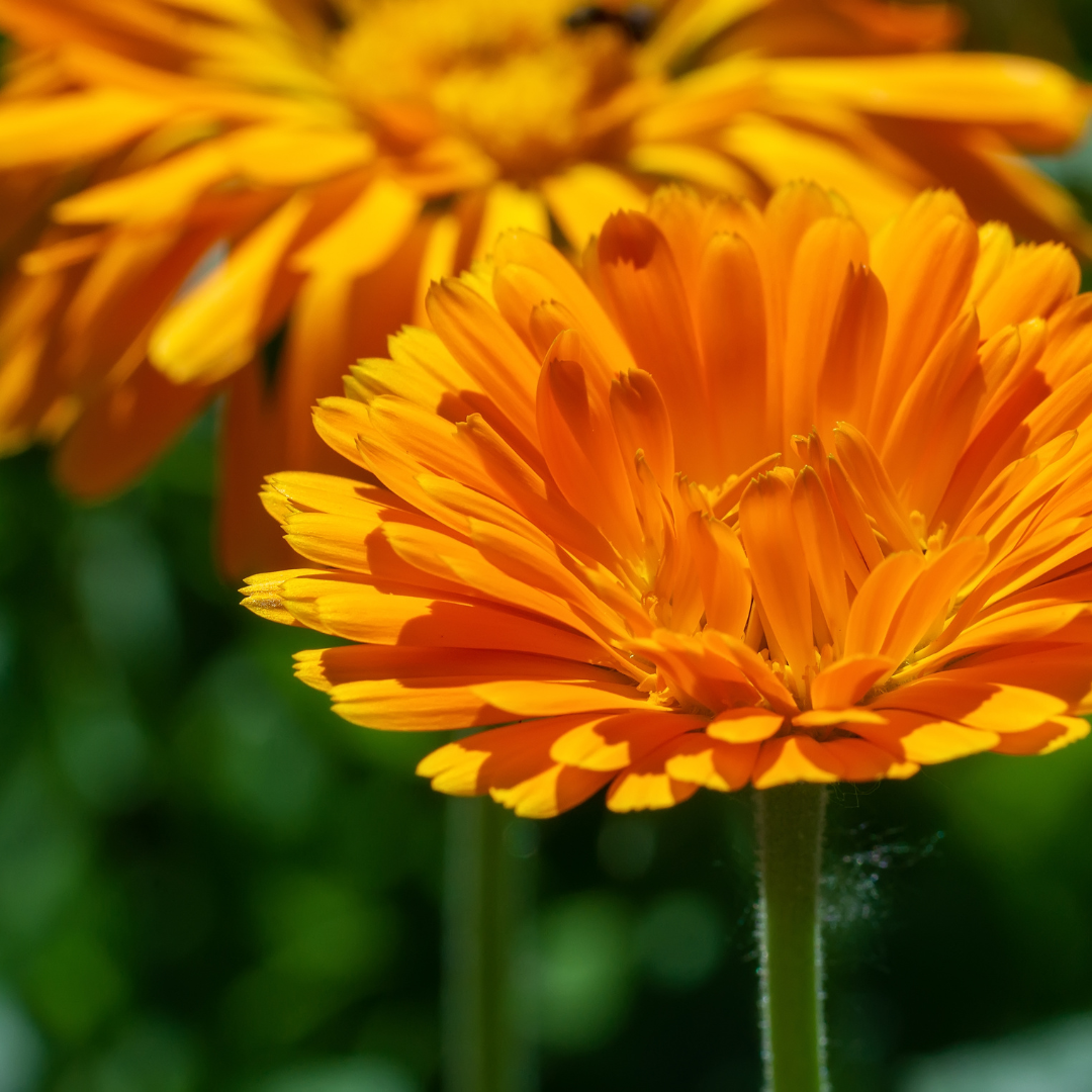 Calendula