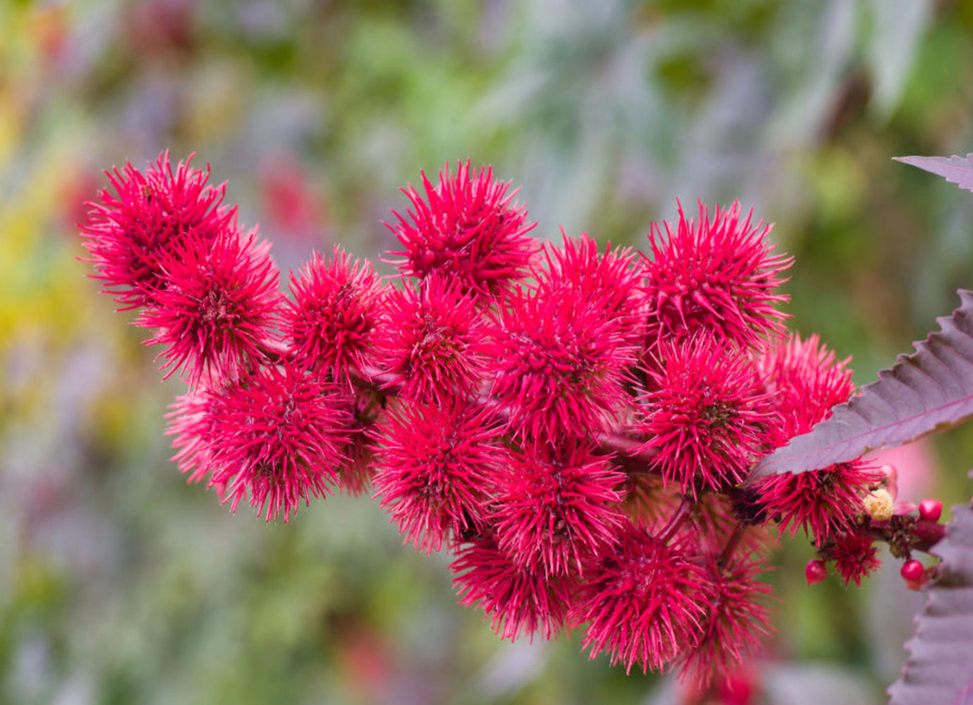 Castor Oil