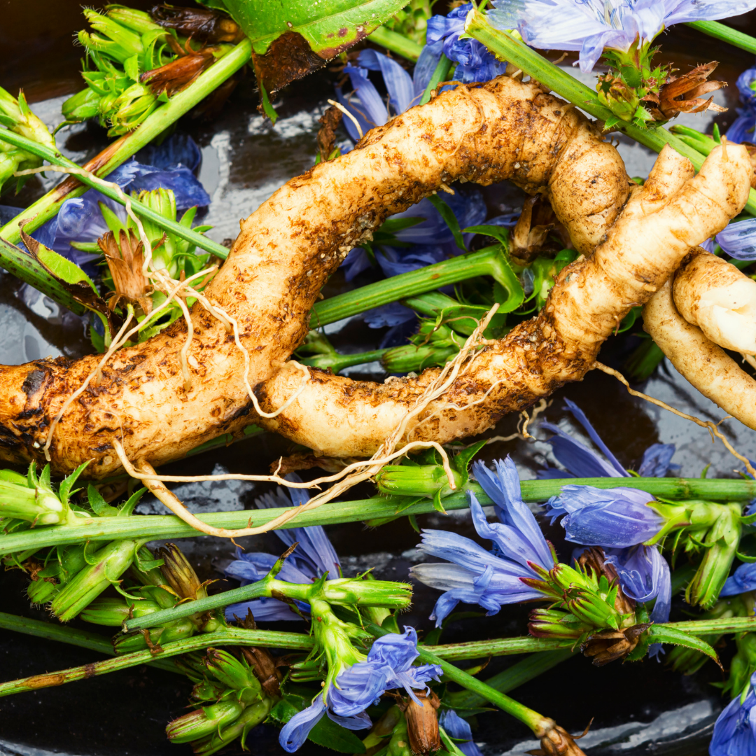 Prebiotic, Chicory Root Extract