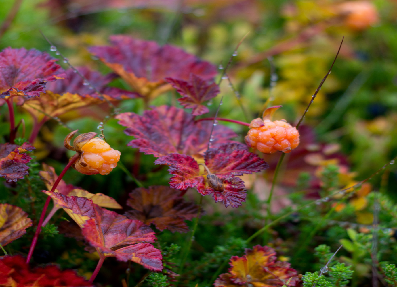 Cloudberry Oil
