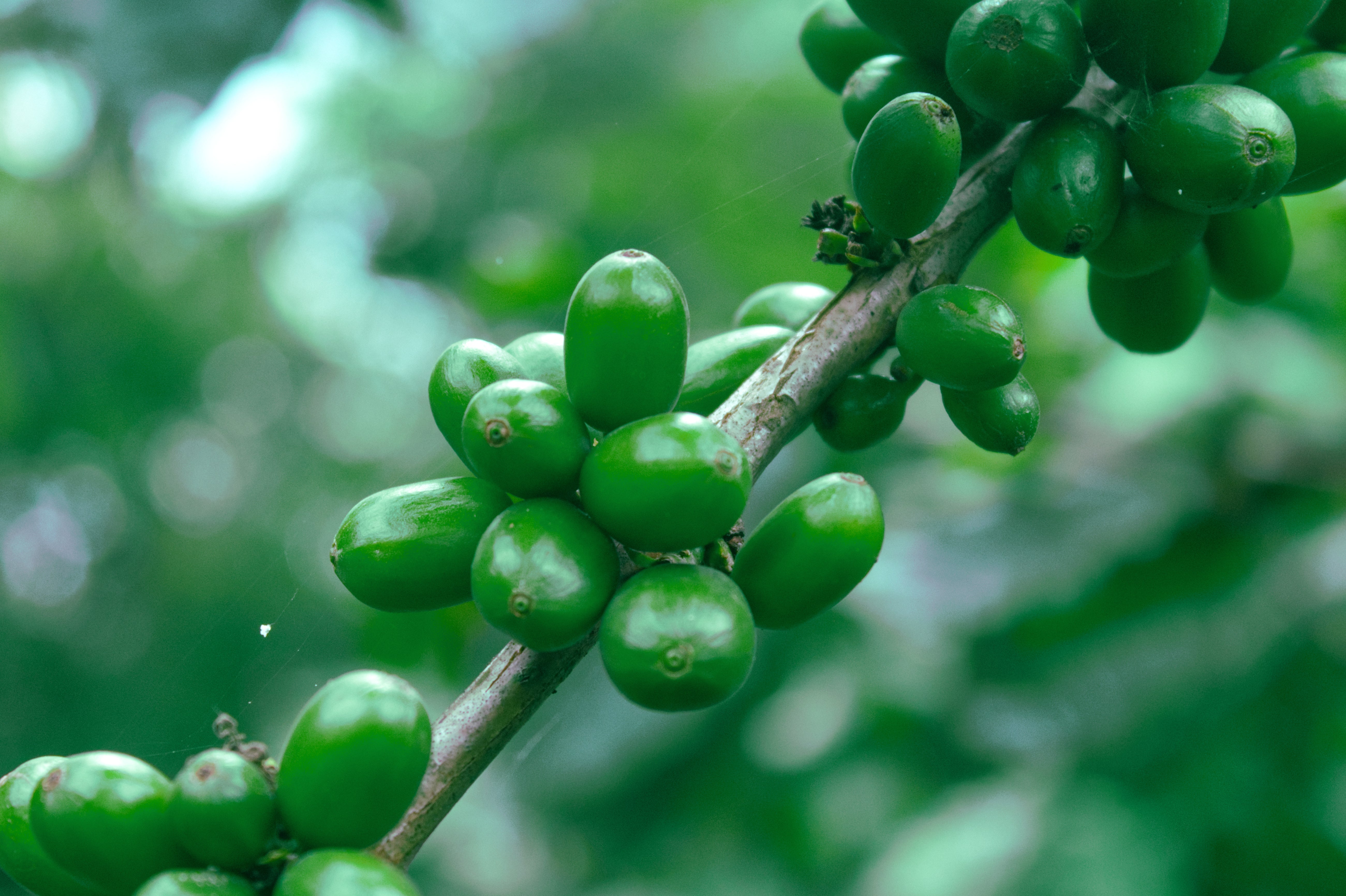 Coffee Bean (Raw), Micronized Powder