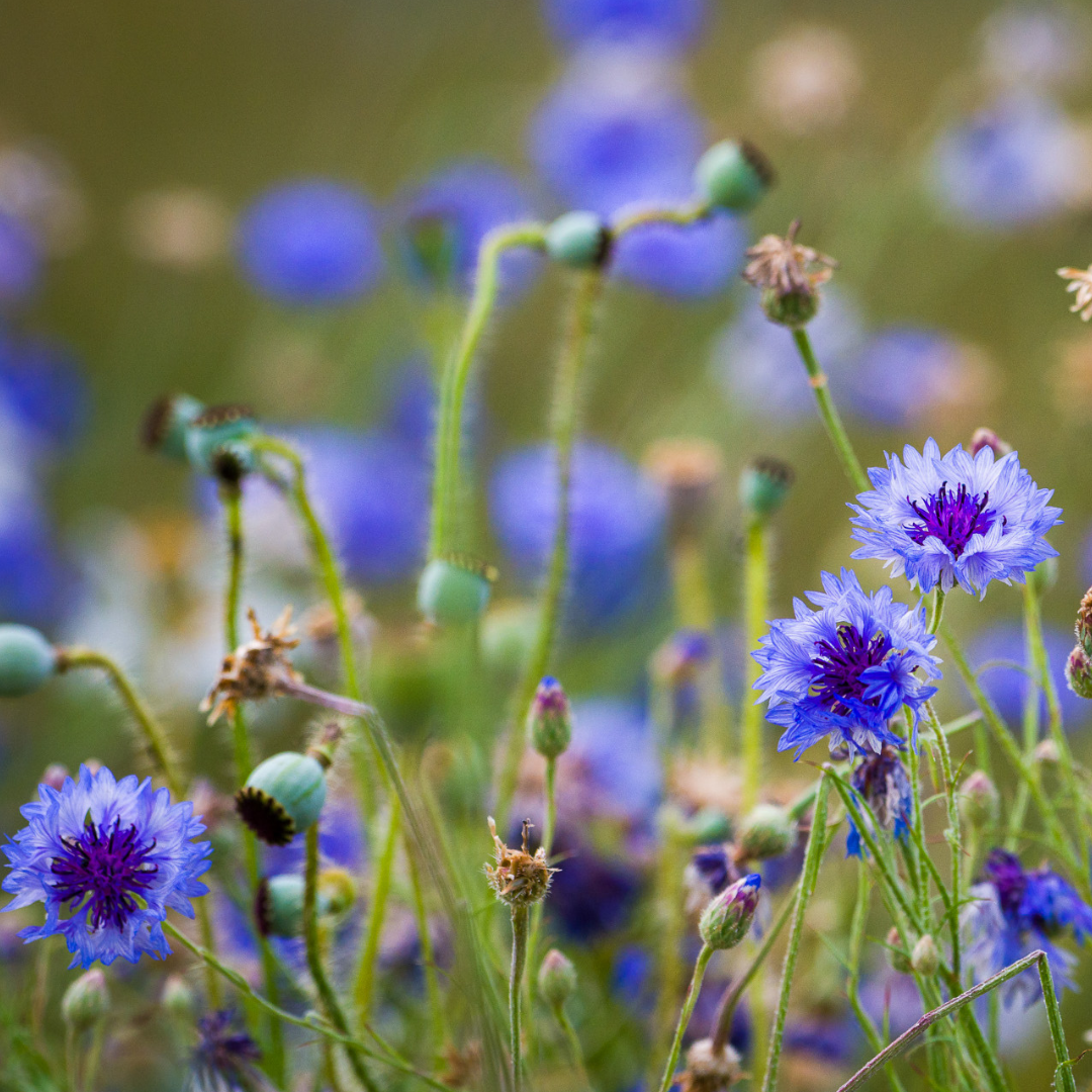 Cornflower