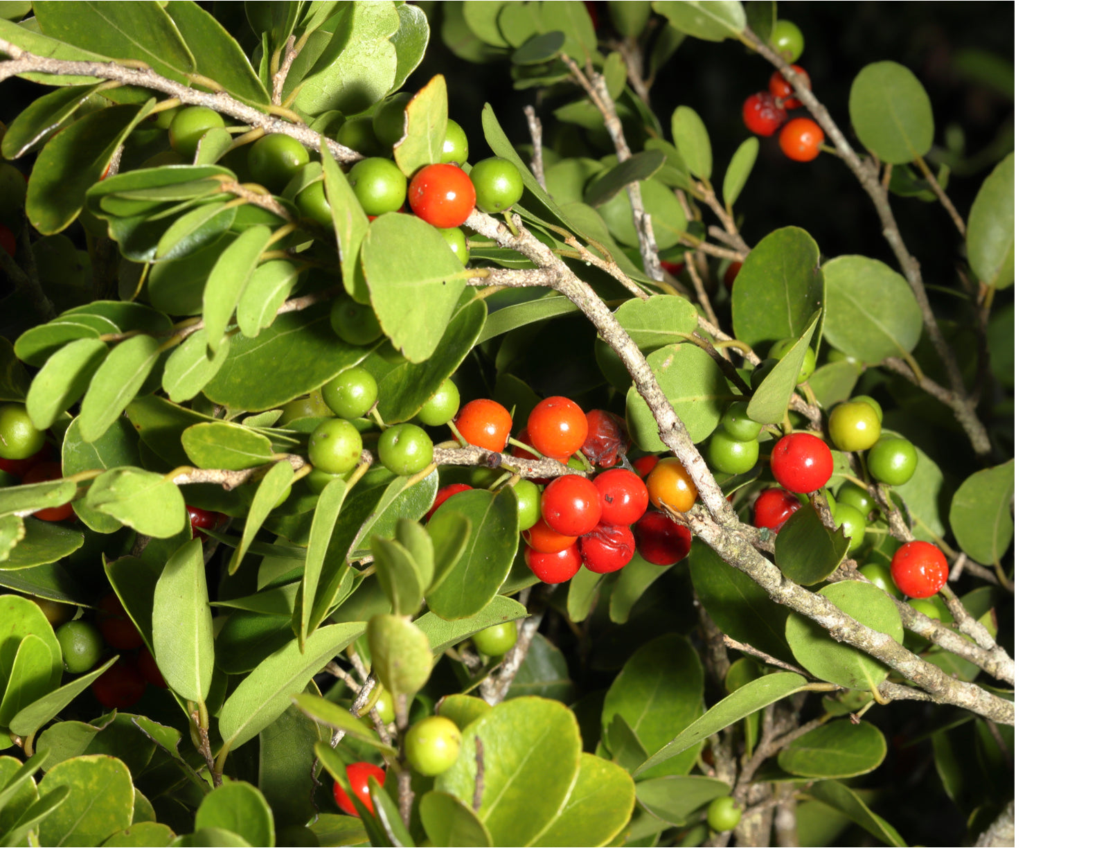 PhytoCide Sambucus Nigra (Elderberry) Extract