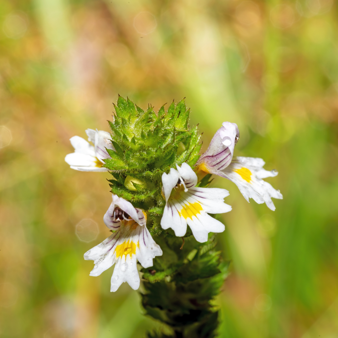 Eyebright Extract