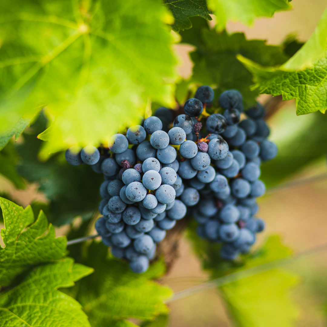 Grape Seed Oil