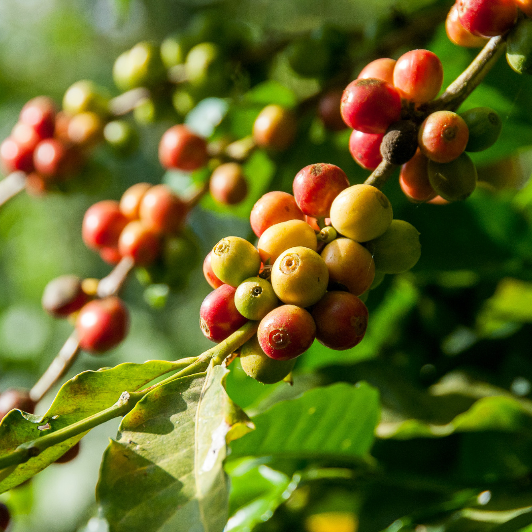 Coffee Bean (Raw) Oil