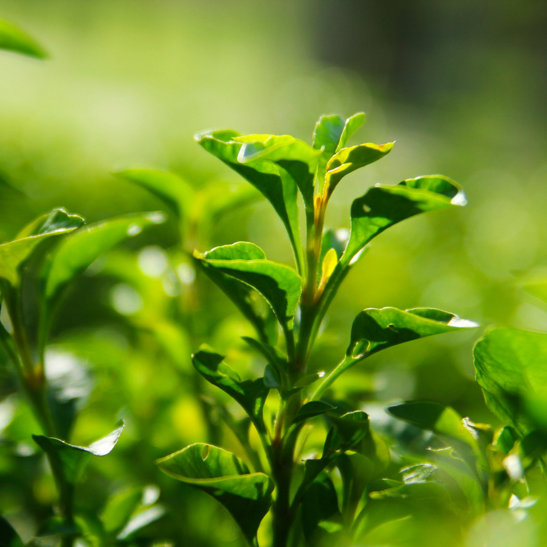 Caffeine Extract