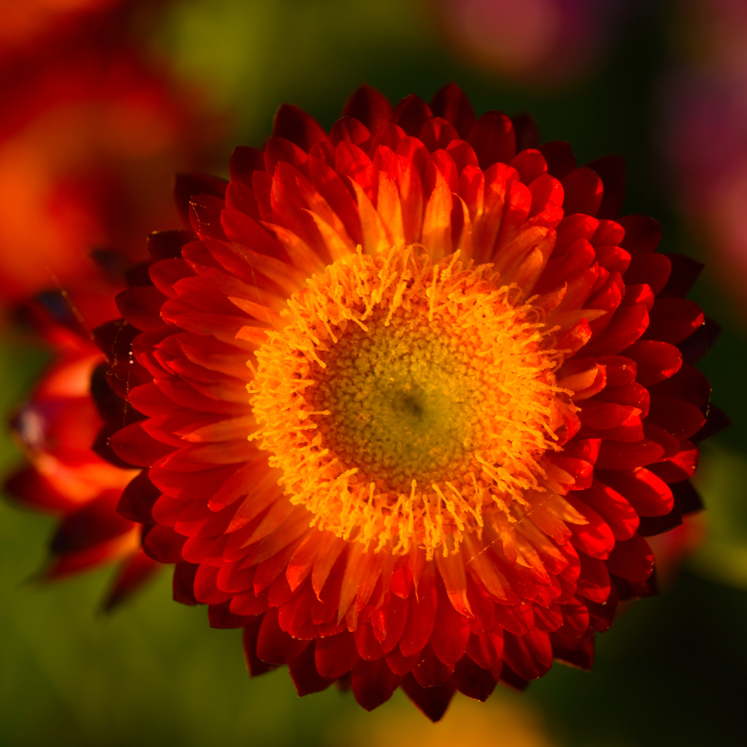 Helichrysum