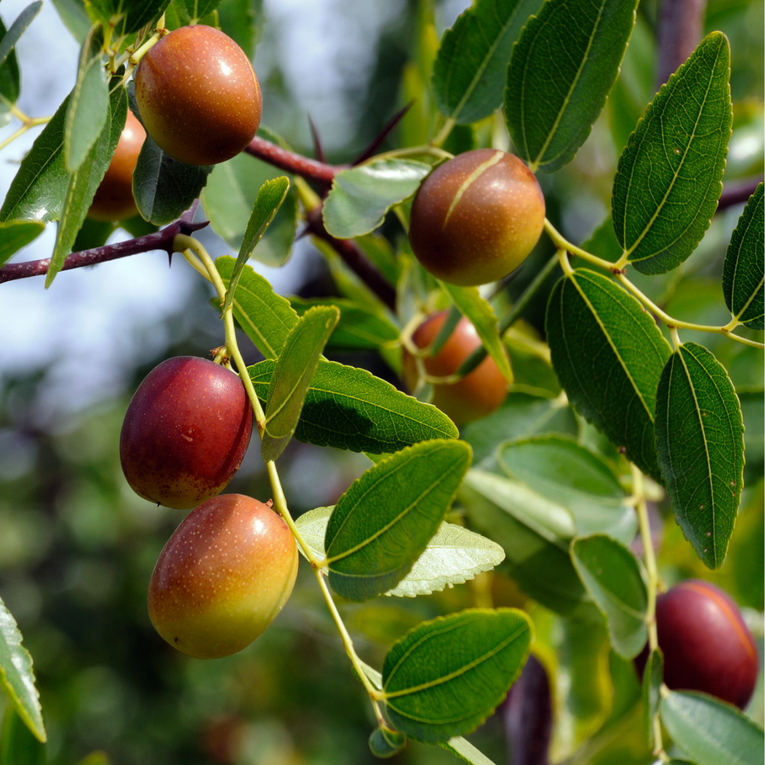 Jojoba Seed Oil