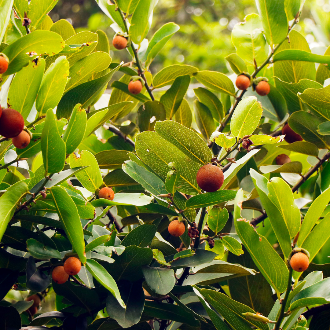Kokum Extract