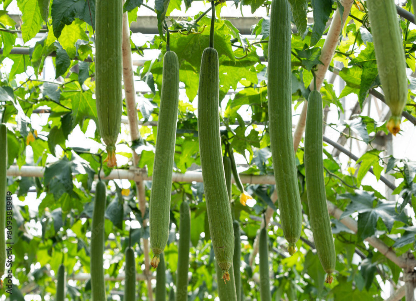 Luffa Plant Sponge