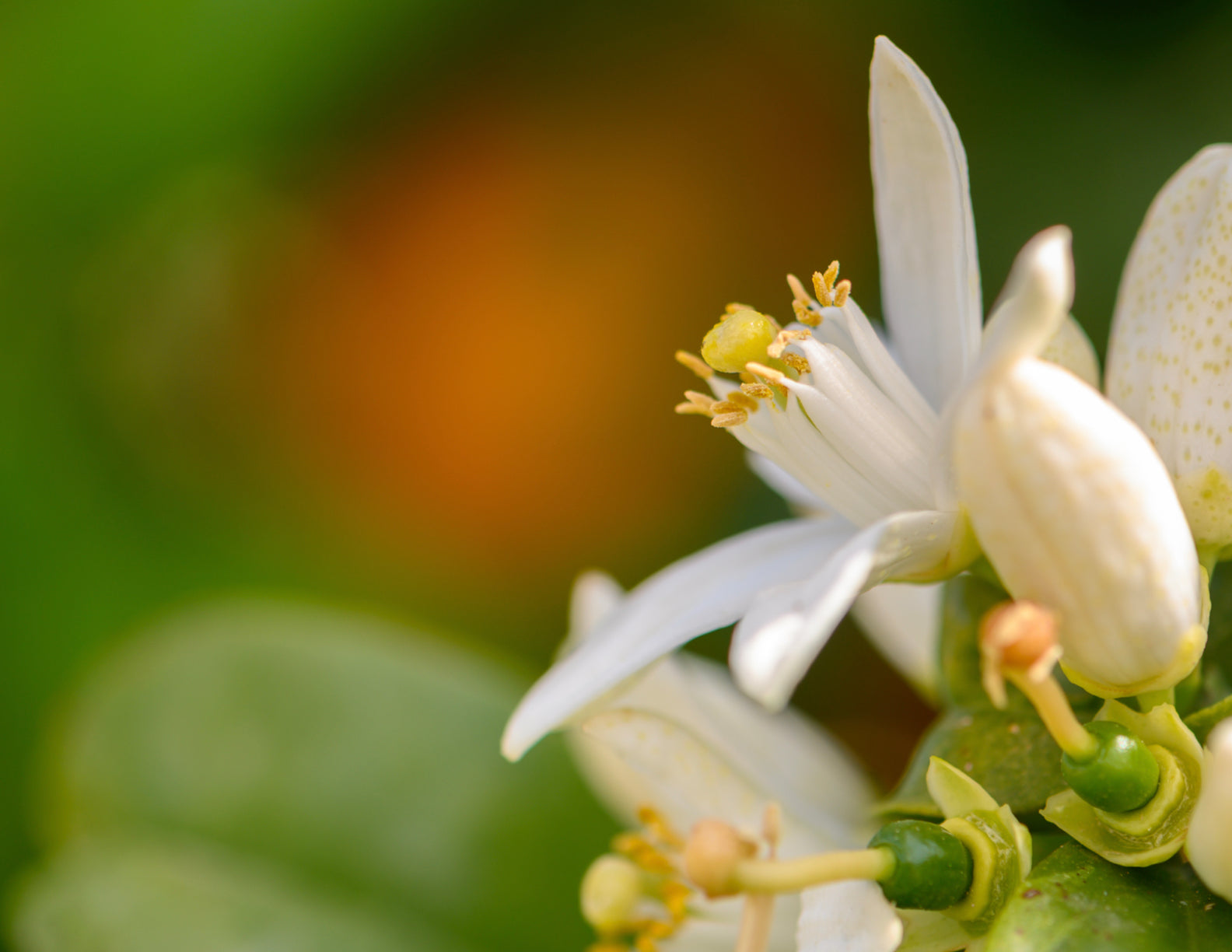Neroli Extract