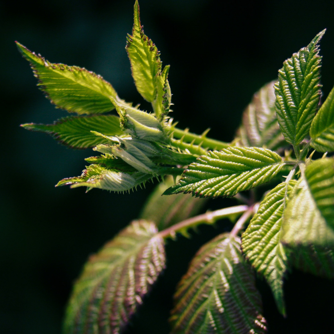 Nettle Extract