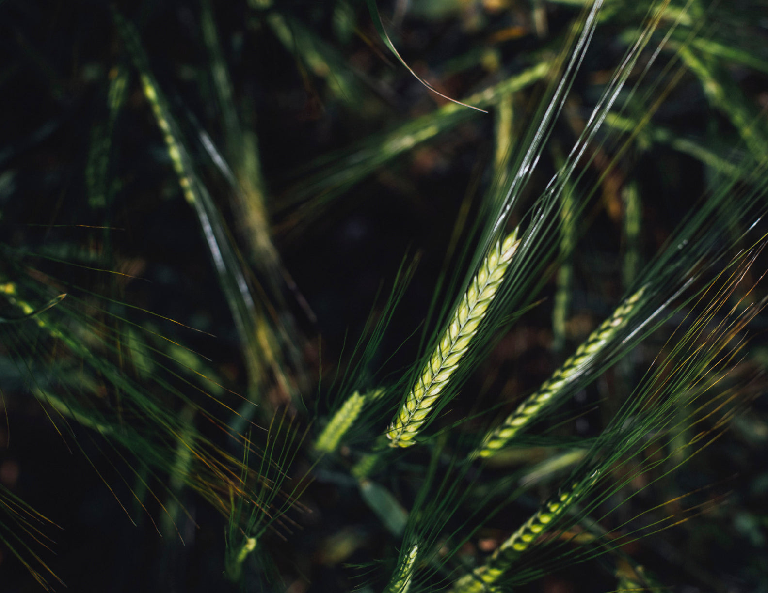 Oat Protein