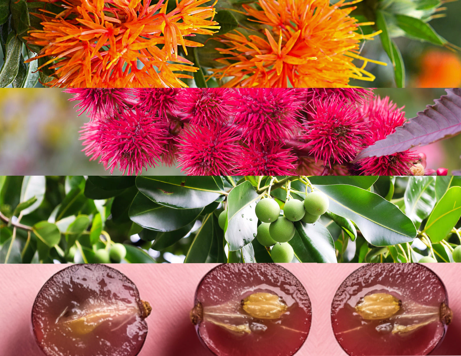 Organic Moisturizing Cleansing Oils