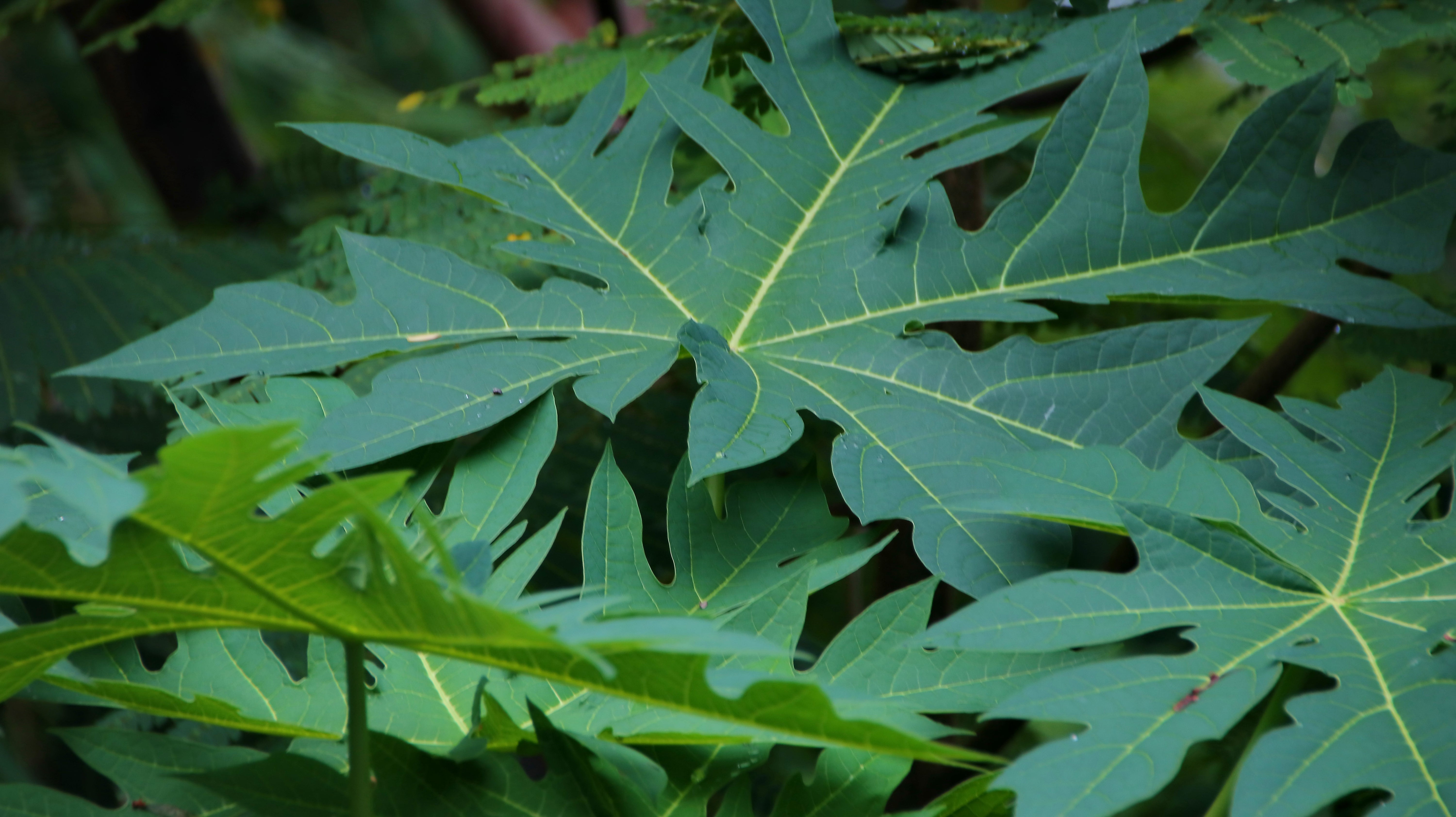 Papaya Leaf Extract