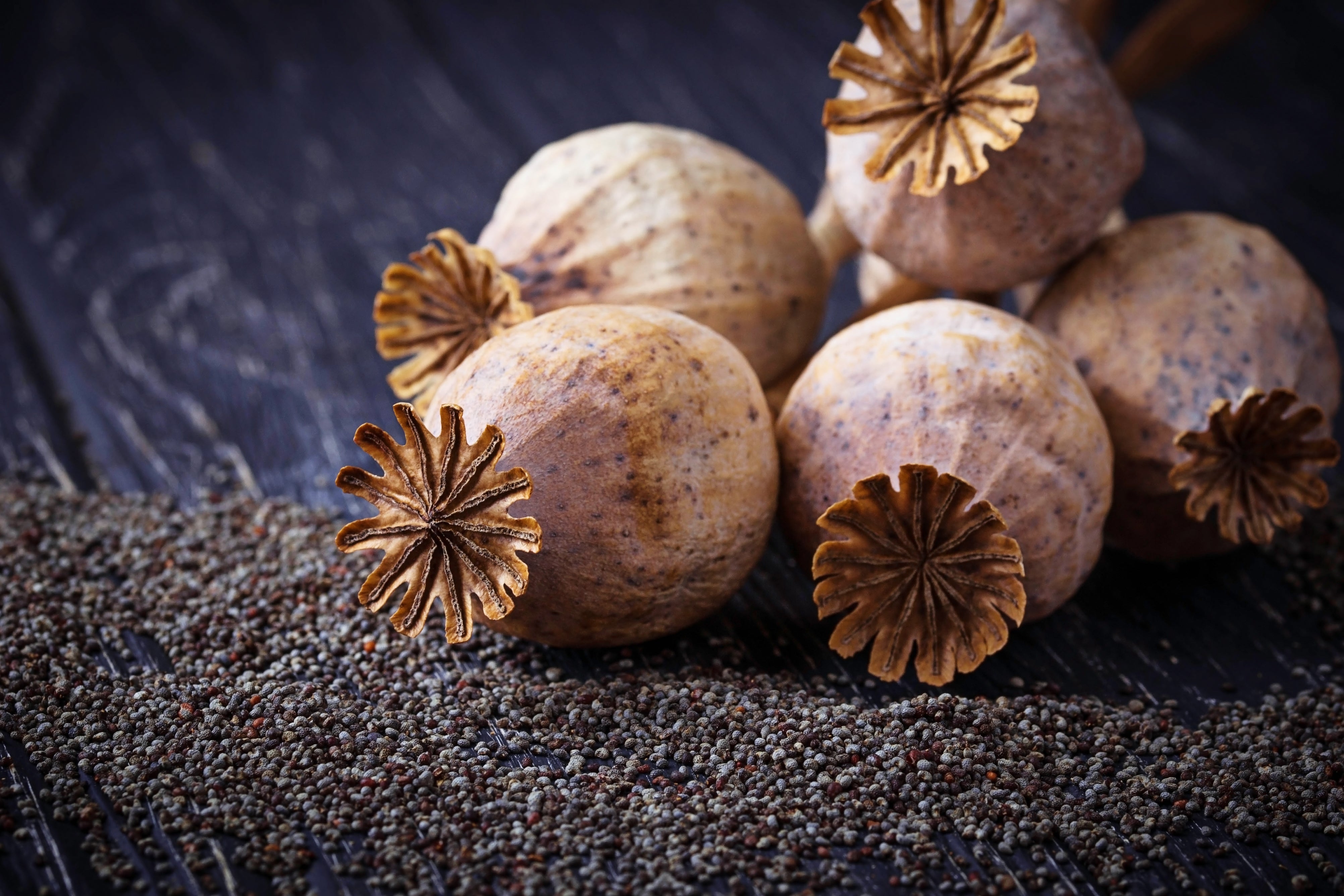 Poppy Seeds