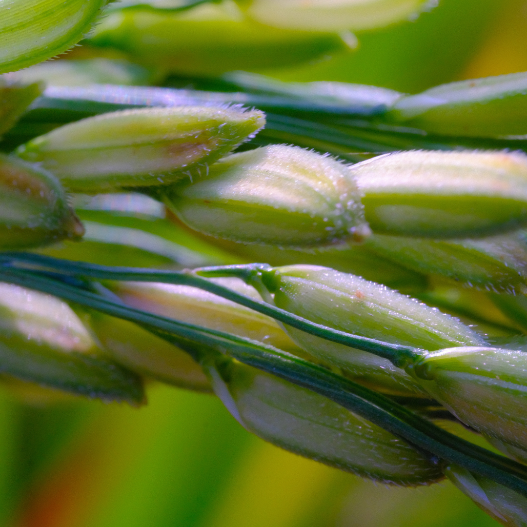 Japanese Rice Extract