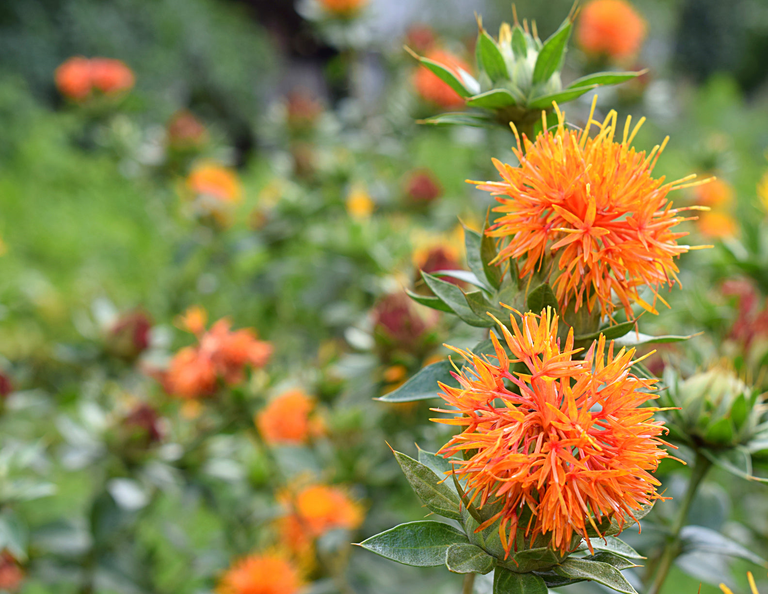 Safflower