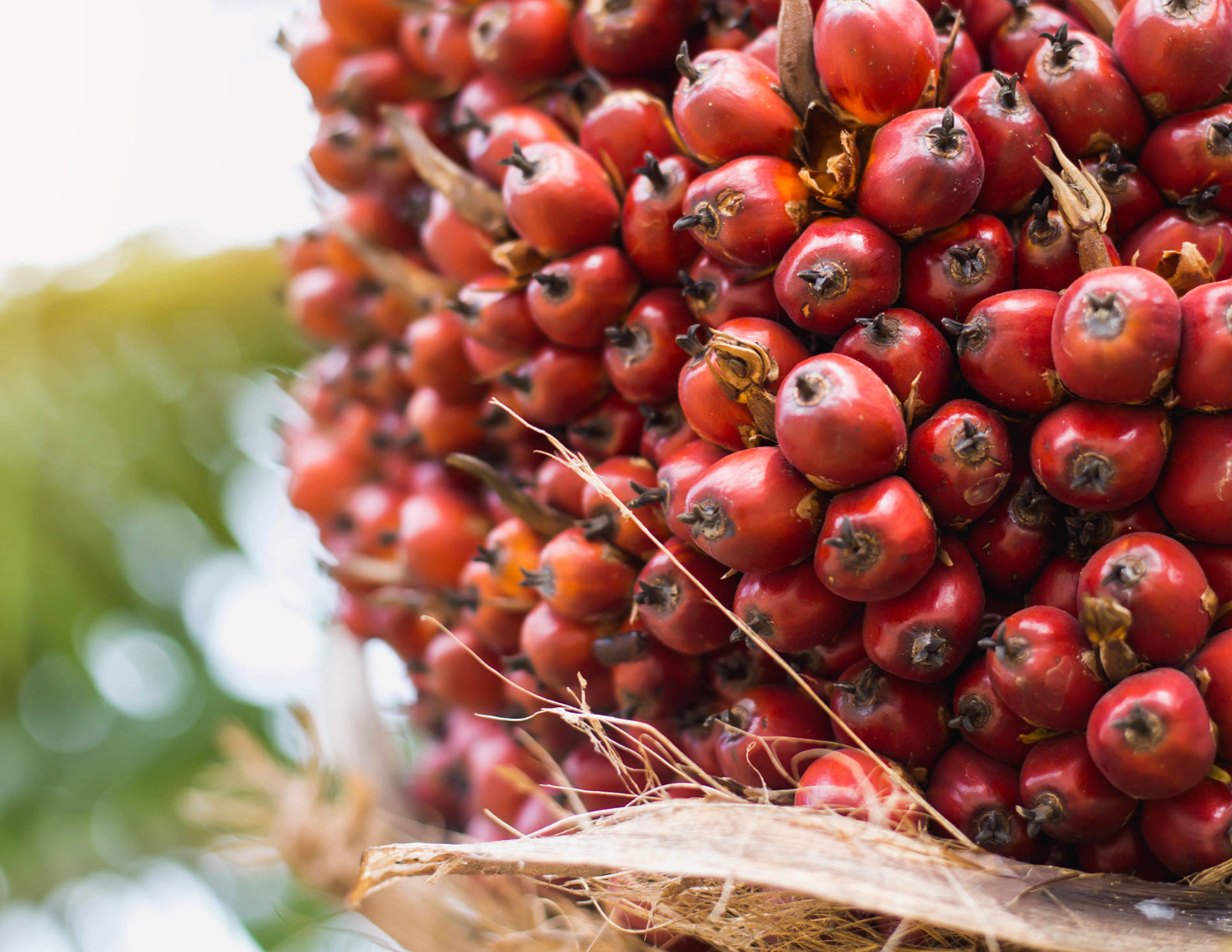 Saw Palmetto