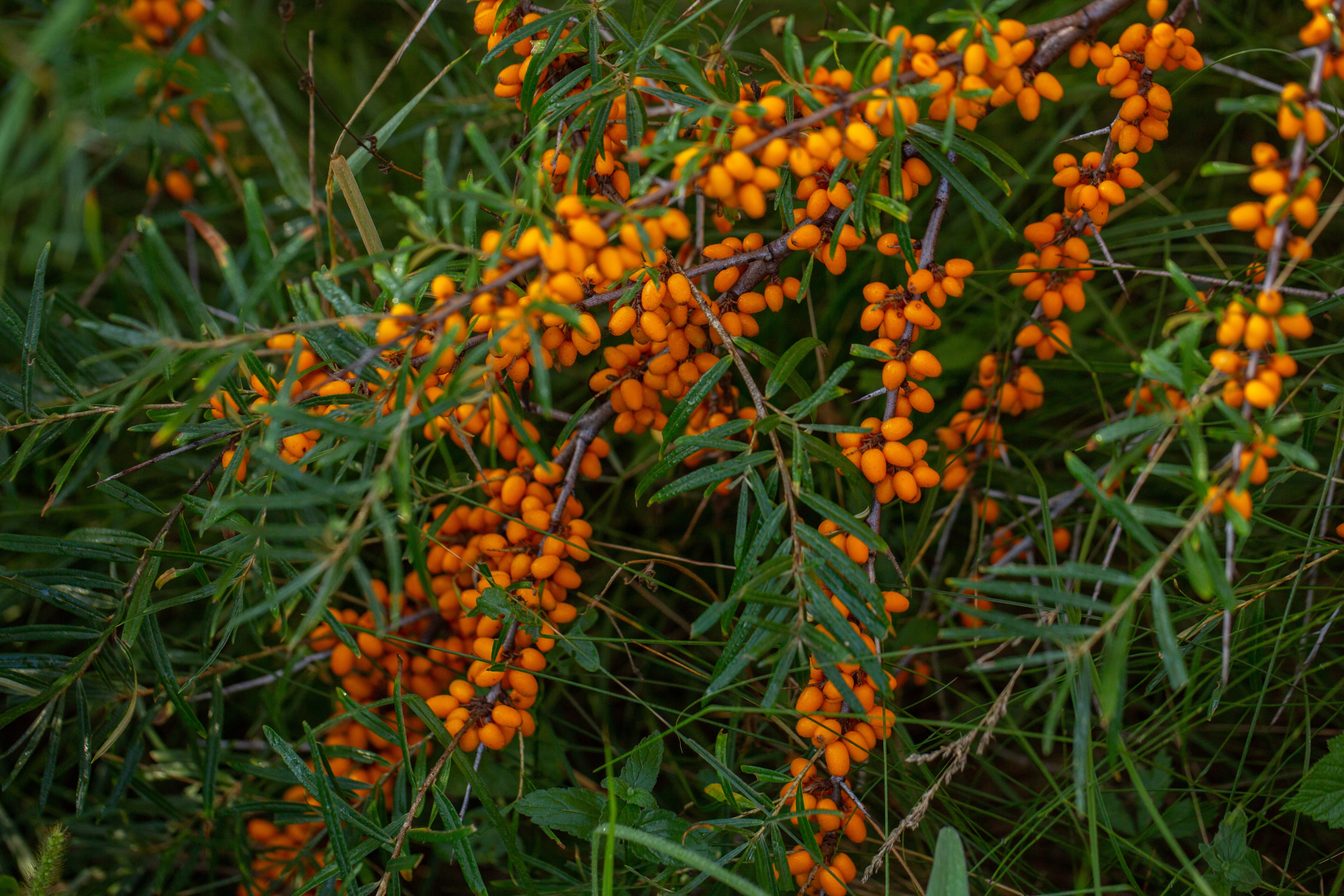 Seabuckthorn Co2