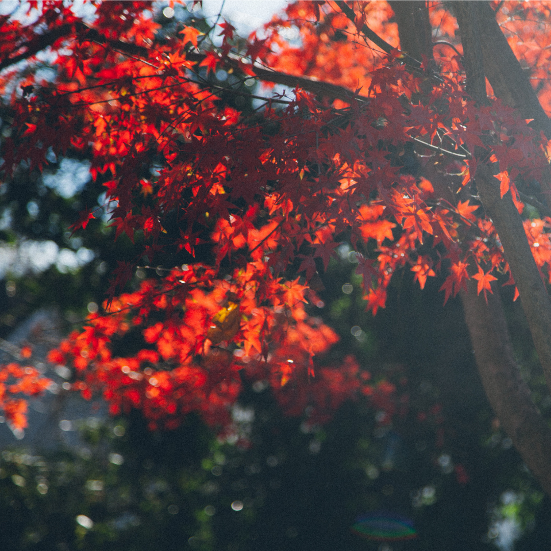Sugar Maple Extract
