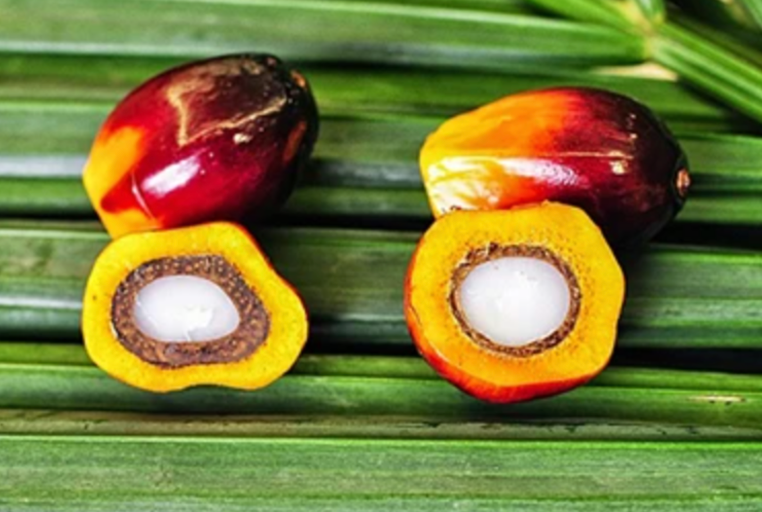 Tucuma Butter