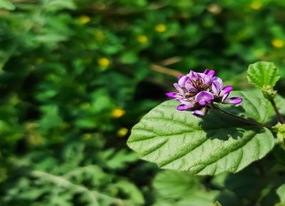 Luminous Eyebright Balm