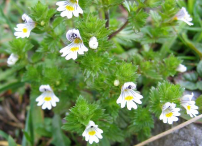 Luminous Eyebright Balm